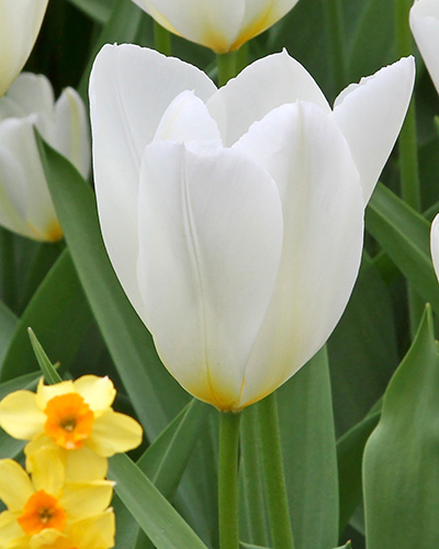 Tulipán fosteriana Purissima 12/+, 100 kusov  